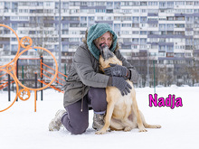 NADJA, Hund, Mischlingshund in Russische Föderation - Bild 18