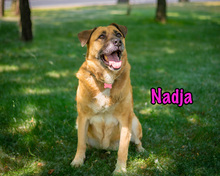 NADJA, Hund, Mischlingshund in Russische Föderation - Bild 19