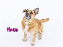 NADJA, Hund, Mischlingshund in Russische Föderation - Bild 2
