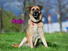 NADJA, Hund, Mischlingshund in Russische Föderation - Bild 20