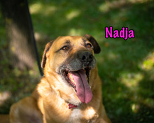 NADJA, Hund, Mischlingshund in Russische Föderation - Bild 21