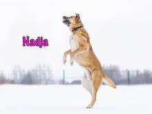 NADJA, Hund, Mischlingshund in Russische Föderation - Bild 22