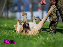NADJA, Hund, Mischlingshund in Russische Föderation - Bild 23