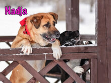 NADJA, Hund, Mischlingshund in Russische Föderation - Bild 24