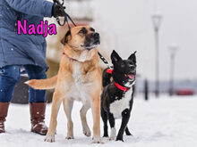 NADJA, Hund, Mischlingshund in Russische Föderation - Bild 25