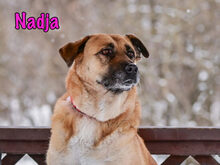 NADJA, Hund, Mischlingshund in Russische Föderation - Bild 26