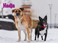 NADJA, Hund, Mischlingshund in Russische Föderation - Bild 27