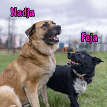 NADJA, Hund, Mischlingshund in Russische Föderation - Bild 28