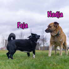 NADJA, Hund, Mischlingshund in Russische Föderation - Bild 29