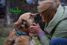 NADJA, Hund, Mischlingshund in Russische Föderation - Bild 3
