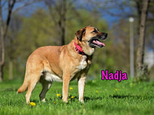 NADJA, Hund, Mischlingshund in Russische Föderation - Bild 30
