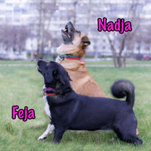NADJA, Hund, Mischlingshund in Russische Föderation - Bild 32