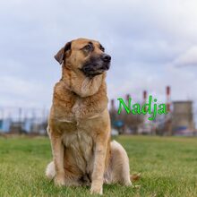 NADJA, Hund, Mischlingshund in Russische Föderation - Bild 33