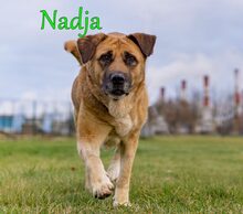 NADJA, Hund, Mischlingshund in Russische Föderation - Bild 34