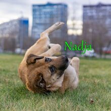 NADJA, Hund, Mischlingshund in Russische Föderation - Bild 35