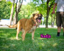 NADJA, Hund, Mischlingshund in Russische Föderation - Bild 36