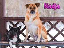 NADJA, Hund, Mischlingshund in Russische Föderation - Bild 5