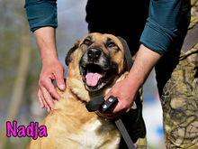 NADJA, Hund, Mischlingshund in Russische Föderation - Bild 7