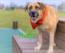 NADJA, Hund, Mischlingshund in Russische Föderation - Bild 8