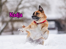 NADJA, Hund, Mischlingshund in Russische Föderation - Bild 9