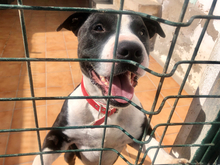 PINTO, Hund, Mischlingshund in Spanien - Bild 1