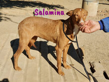 SALAMINA, Hund, Podenco in Spanien - Bild 1