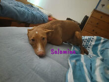 SALAMINA, Hund, Podenco in Spanien - Bild 2