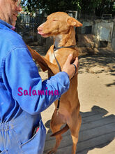 SALAMINA, Hund, Podenco in Spanien - Bild 3
