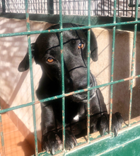 MARLEY, Hund, Mischlingshund in Spanien - Bild 1