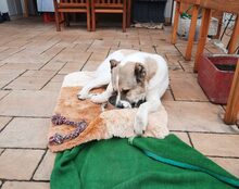 AURORA, Hund, Mischlingshund in Wessobrunn - Bild 10