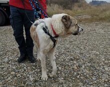 AURORA, Hund, Mischlingshund in Wessobrunn - Bild 3