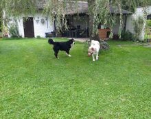 AURORA, Hund, Mischlingshund in Wessobrunn - Bild 6