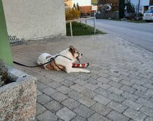 AURORA, Hund, Mischlingshund in Wessobrunn - Bild 8