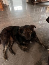 LUIS, Hund, Mischlingshund in Rumänien - Bild 4