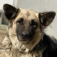 URBANA, Hund, Mischlingshund in Griechenland - Bild 1