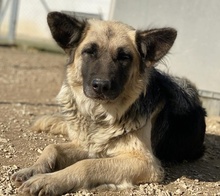 URBANA, Hund, Mischlingshund in Griechenland - Bild 10