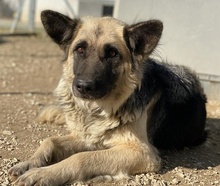 URBANA, Hund, Mischlingshund in Griechenland - Bild 11