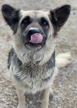 URBANA, Hund, Mischlingshund in Griechenland - Bild 13