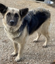 URBANA, Hund, Mischlingshund in Griechenland - Bild 14