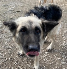 URBANA, Hund, Mischlingshund in Griechenland - Bild 15