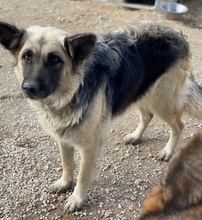 URBANA, Hund, Mischlingshund in Griechenland - Bild 17