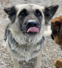 URBANA, Hund, Mischlingshund in Griechenland - Bild 18