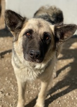 URBANA, Hund, Mischlingshund in Griechenland - Bild 2