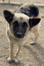 URBANA, Hund, Mischlingshund in Griechenland - Bild 20