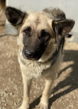 URBANA, Hund, Mischlingshund in Griechenland - Bild 4