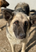 URBANA, Hund, Mischlingshund in Griechenland - Bild 5