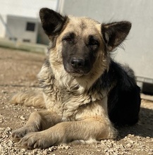URBANA, Hund, Mischlingshund in Griechenland - Bild 7