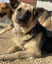 URBANA, Hund, Mischlingshund in Griechenland - Bild 8