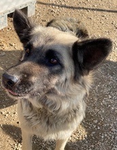 URBANA, Hund, Mischlingshund in Griechenland - Bild 9