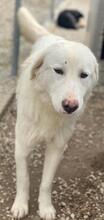 RAYA, Hund, Mischlingshund in Griechenland - Bild 13